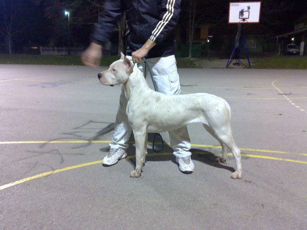 Dogo Argentino - foto