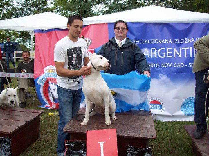 Dogo Argentino - foto povečava