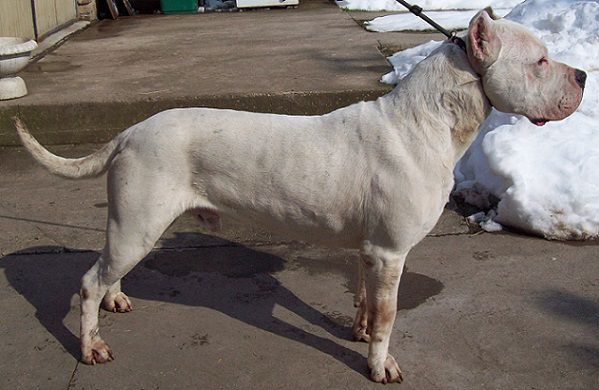 Dogo Argentino - foto povečava