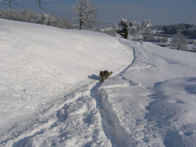 Cajkina zima 2005 - foto povečava