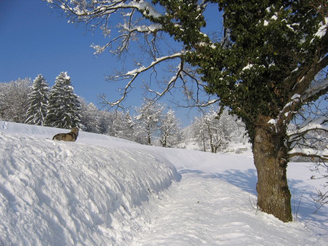 Cajkina zima 2005 - foto povečava