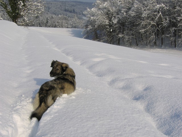 Cajkina zima 2005 - foto povečava