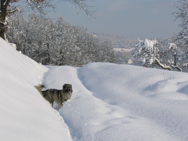 Cajkina zima 2005 - foto povečava