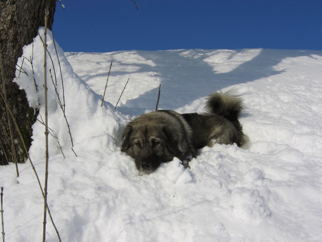 Cajkina zima 2005 - foto