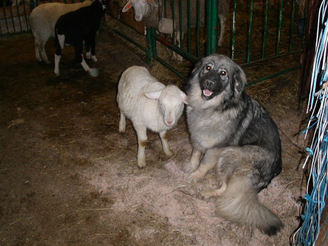 Ara z ovčko