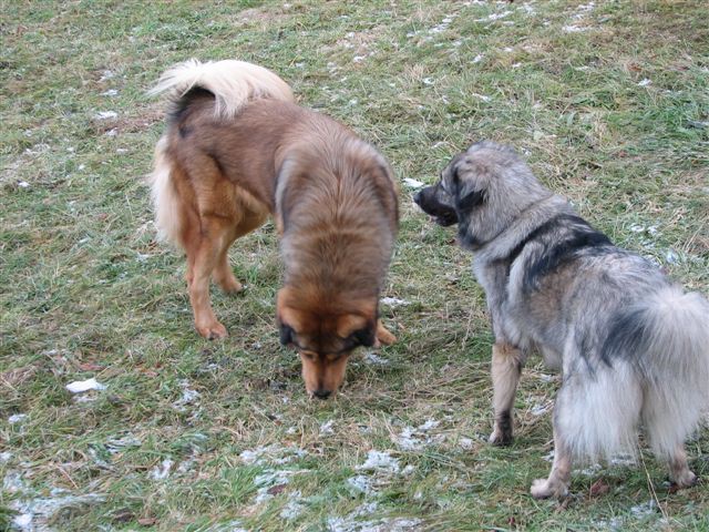 Tibetanski prijatelji - foto povečava