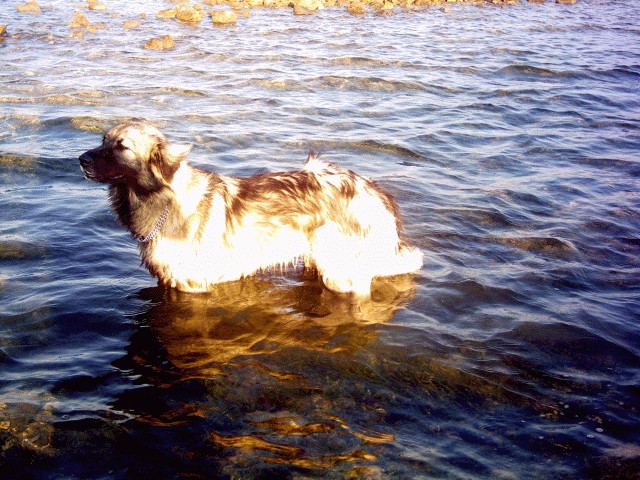 Cajkino poletje in jesen 2005 - foto