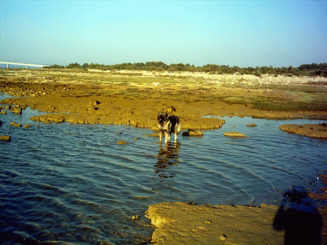 Cajkino poletje in jesen 2005 - foto povečava