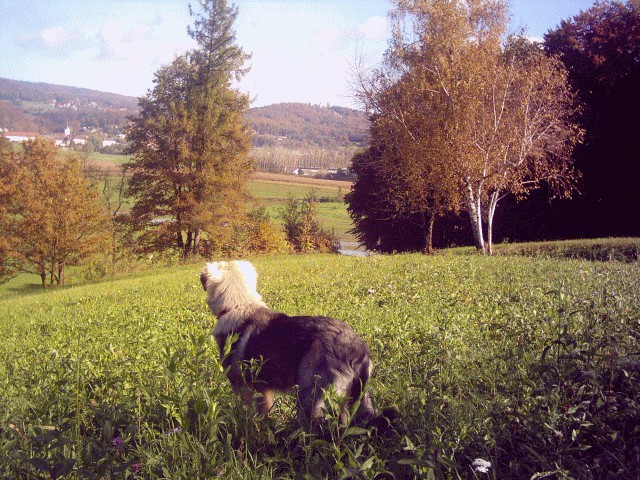 Cajkino otrostvo - foto povečava