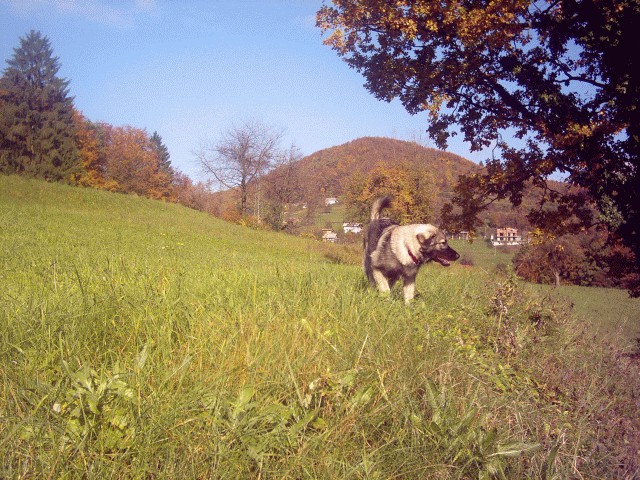 Cajkino otrostvo - foto