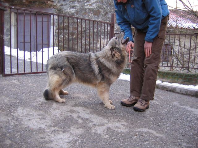 Kamengorski krasevci - foto povečava