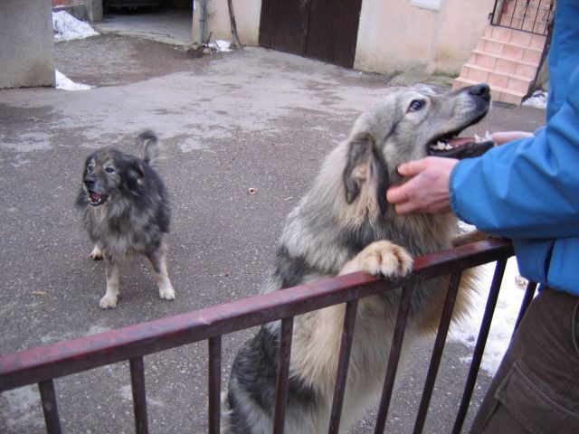 Kamengorski krasevci - foto