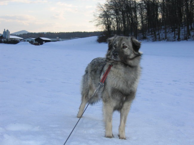 Februar 2006 - foto povečava