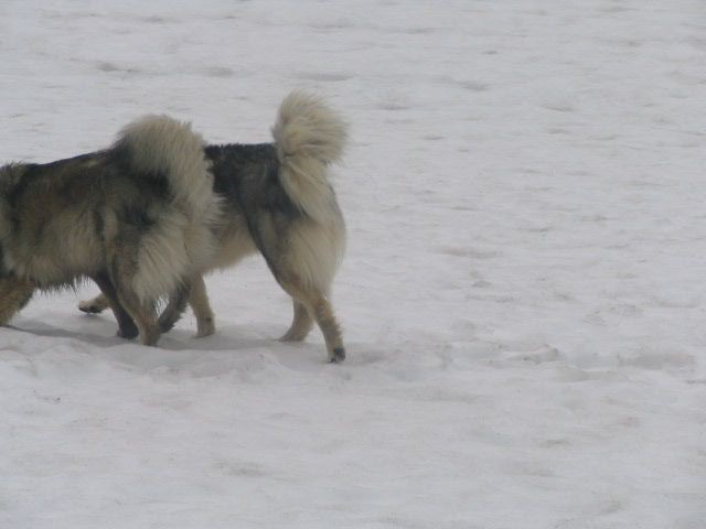 Čita in Čajka - foto