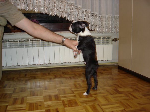 Max - Boston Terrier - foto