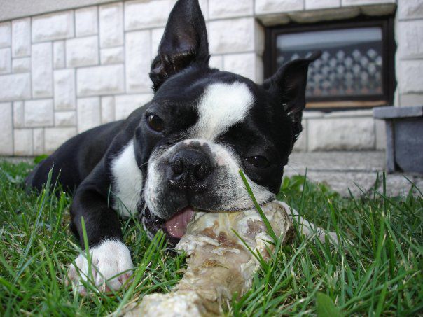 Max - Boston Terrier - foto povečava