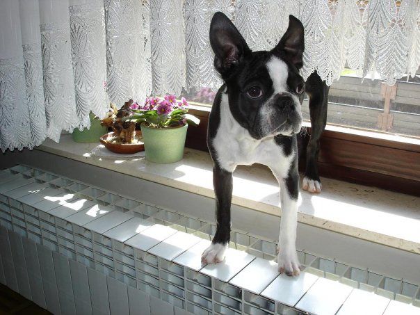 Max - Boston Terrier - foto povečava