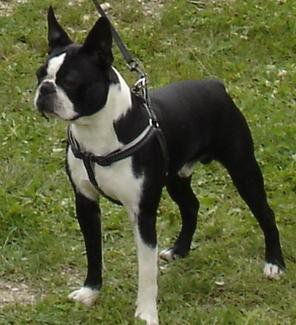 Max - Boston Terrier - foto povečava