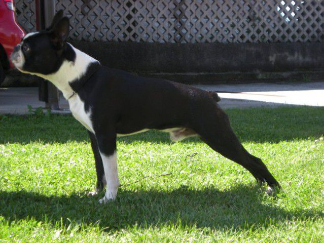 Max - Boston Terrier - foto povečava