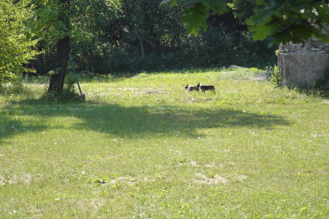 Max - Boston Terrier - foto