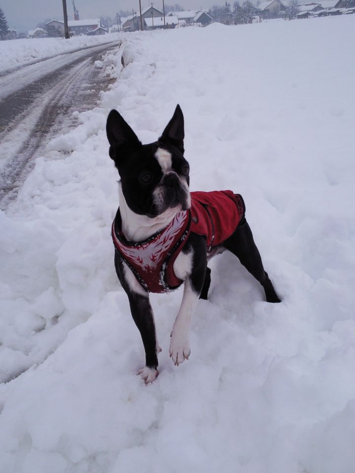 Max - Boston Terrier - foto povečava