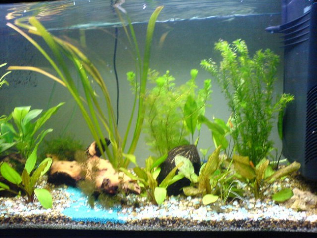 Moj akvarij - foto