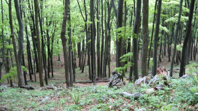 Pohod PDVojnik od Donačke gore na Boč 10.5.20 - foto