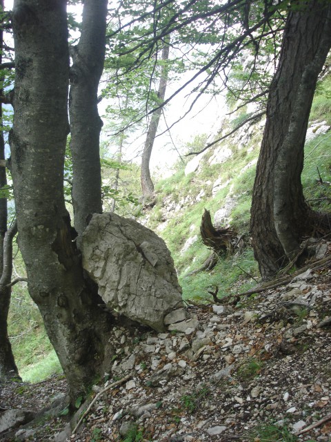 Prislonjena skala na drevo kjer se obrneš na desno