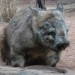 Wombat