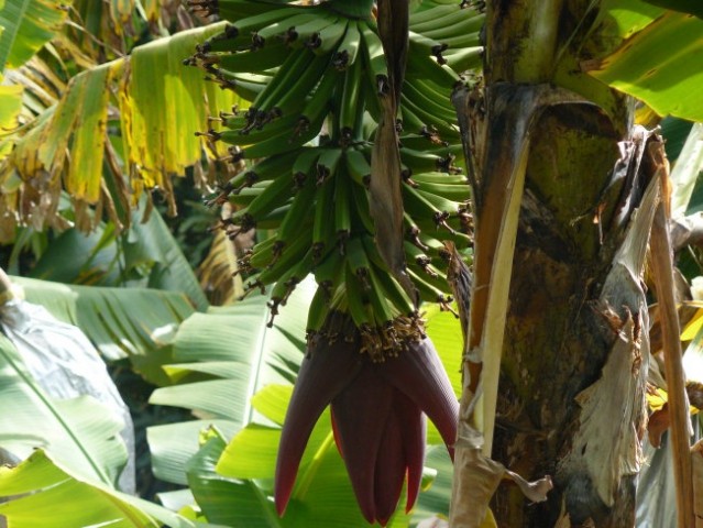 Tako pa rastejo banane!