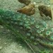 Lepota perja