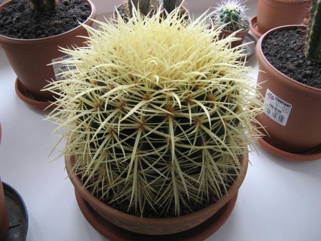 echinocactus grusonii