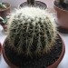 echinocactus grusonii