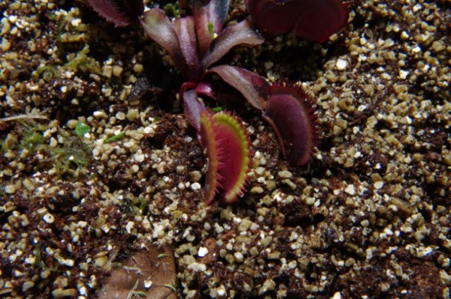 Dionaea muscipula BOHEMIAN GARNET