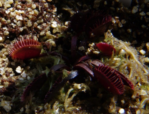 Dionaea muscipula RED CUPPED TRAPS