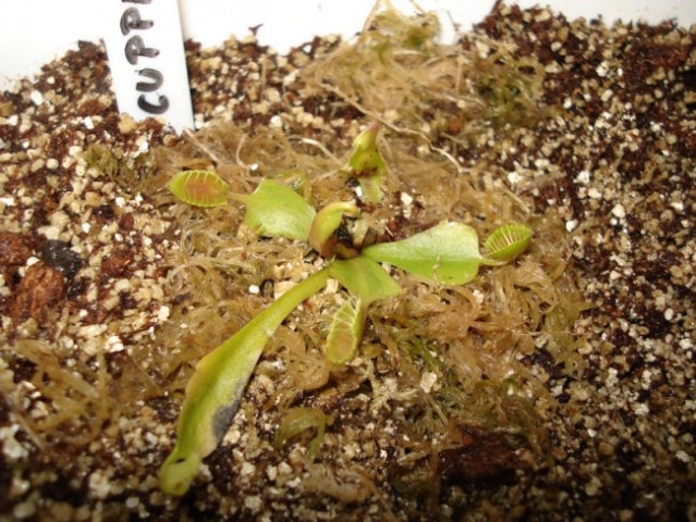 Dionaea muscipula CUPPED TRAPS