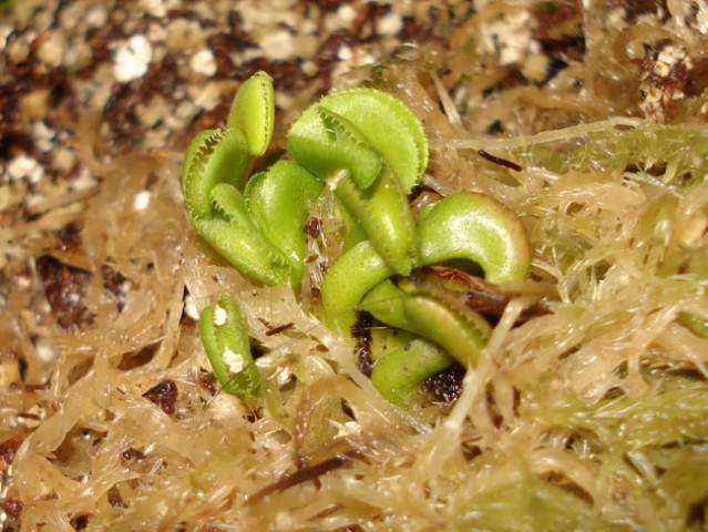 Dionaea muscipula CUDO