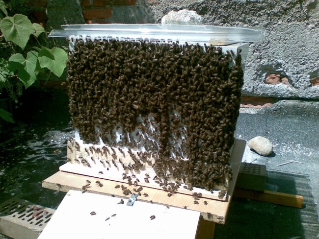 Rojenje ?   19.6.2008 - foto povečava