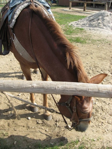 Horseback riding oz jahanje - foto povečava