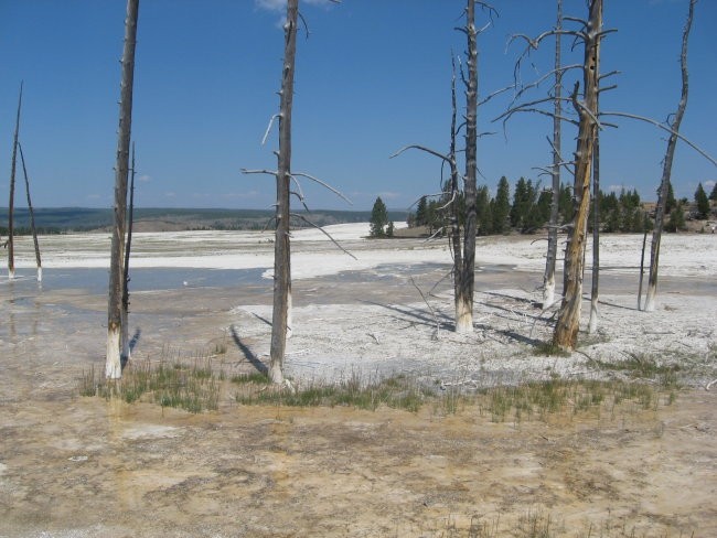 Yellowstone 3-6.2008 - foto povečava