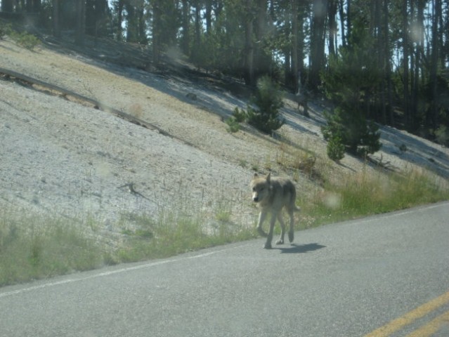 Yellowstone 3-6.2008 - foto