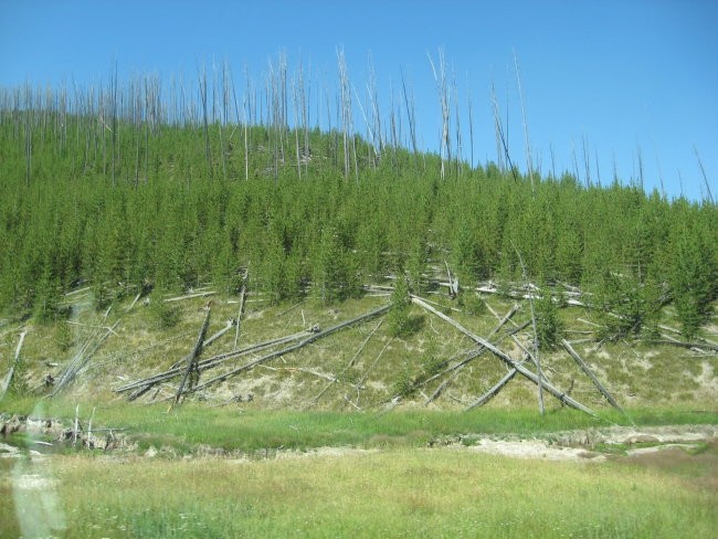 Yellowstone 3-6.2008 - foto povečava