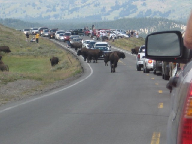 Yellowstone 3-6.2008 - foto