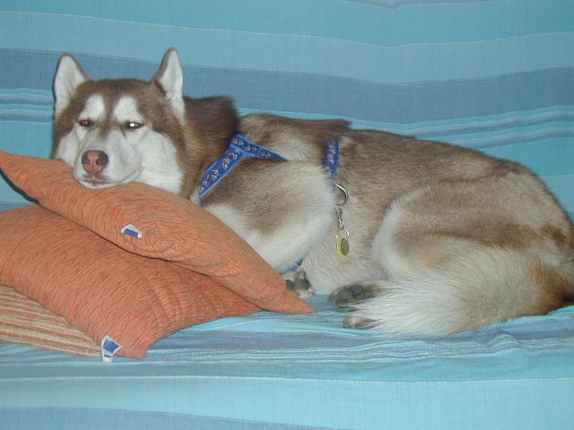 On the pillows