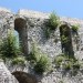 Zaraščena okna Celjskega gradu