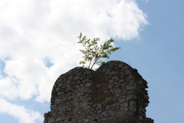 Drevo na vrhu ruševin gradu (Celje)