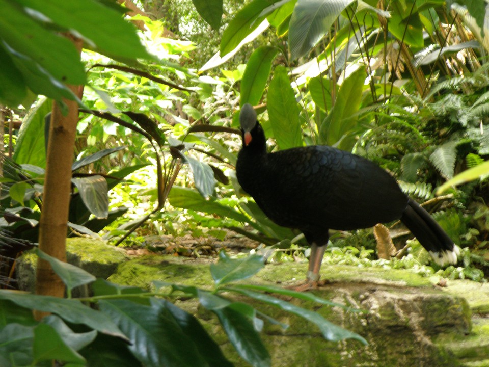 Montreal - Biodome