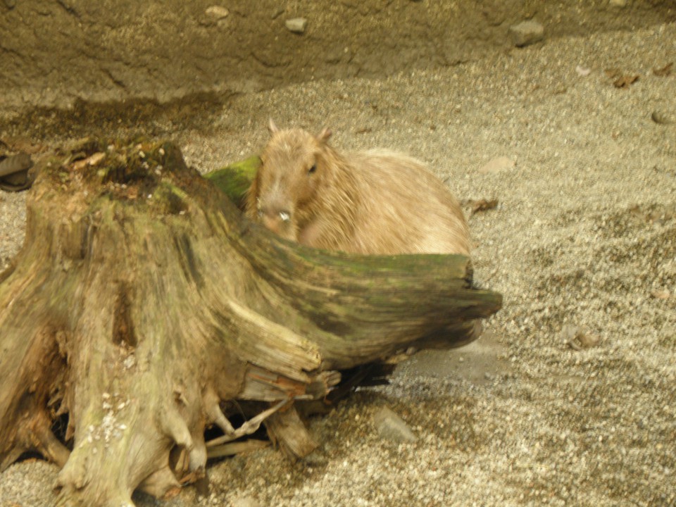 Montreal - Biodome