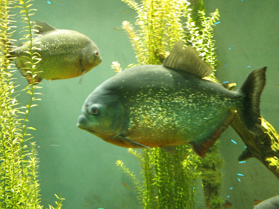 Montreal - Biodome