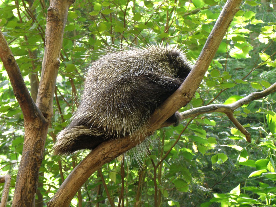 Montreal - Biodome